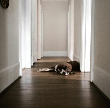 a tired dog lying on the floor, as dehydration in dogs can make them physically weak