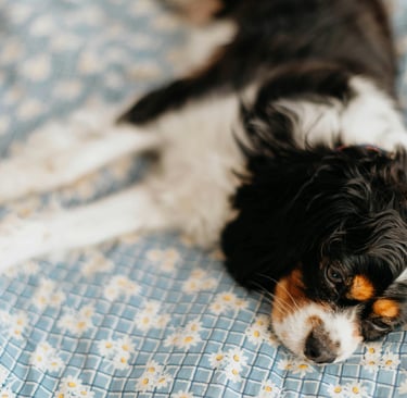 a dog resting