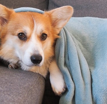 a dog under a blanket, illustrating common pet illnesses