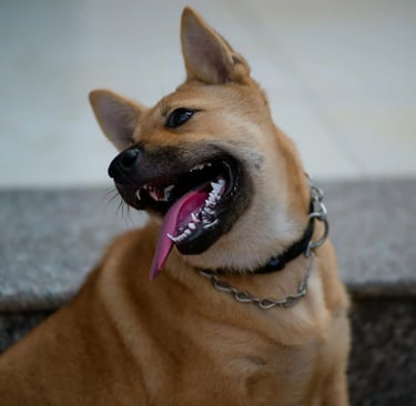 a very happy dog with tongue stuck out