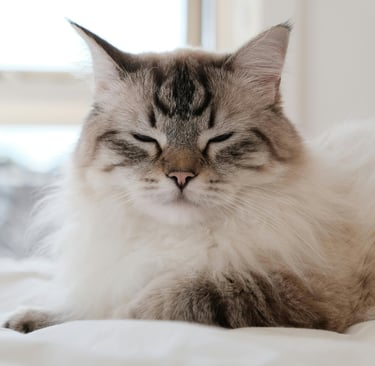 a long fur cat while suffering from cat ear infection