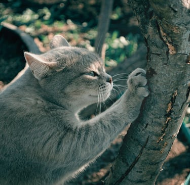 a greay cat scratching a tree