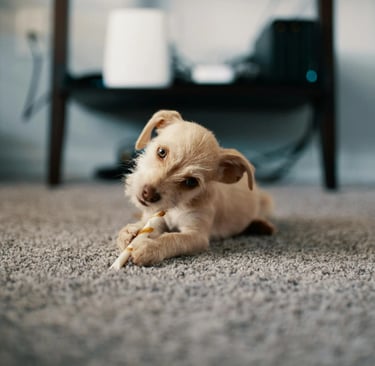 photo of puppy lying on carpet