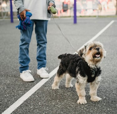 a happy dog, illustrating the importance of daily walks in dubai for your dog