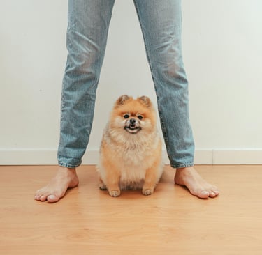 a pomeranian dog