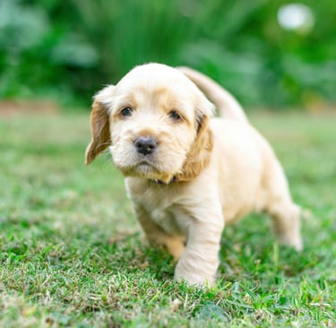 a puppy in the grass