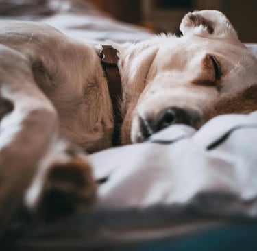 a sleeping dog illustrating the importance of daily walks in dubai for your dog