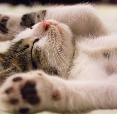 a sleeping kitten