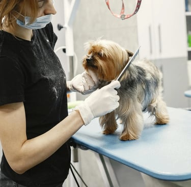 a dog during grooming session