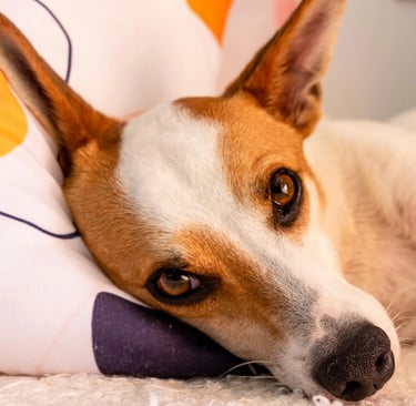 dog lying on a pillow