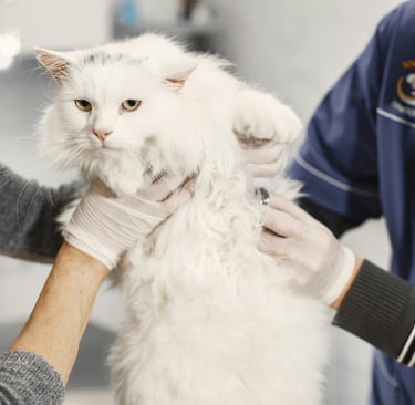 a white cat