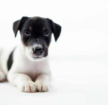 a white puppy with black spots