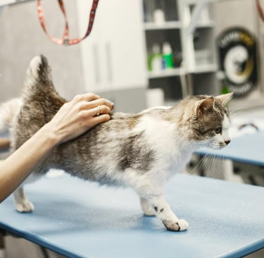 a person checking a cat for feline leukemia virus symptoms