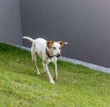 active dog running outside, illustrating the importance of regular vet checkups