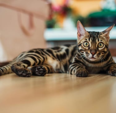 an indoor cat on the floor