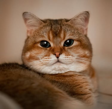 a brown cat