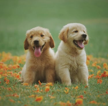 two puppies