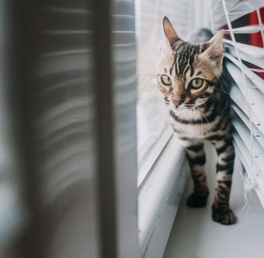 a tabby cat next to a window