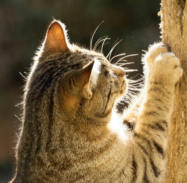 a cat scratching a tree