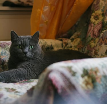 Chartreux cat on the sofa