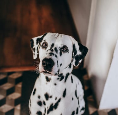 Close-up of a Dalmatian Dog
