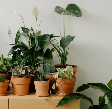 different house plants