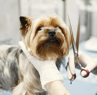 a dog getting groomed