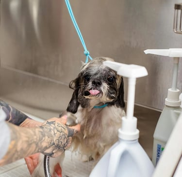 a dog getting a bath
