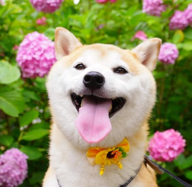 dog in a flower garden with mouth open, illustrating how to deal with bad breath in dogs