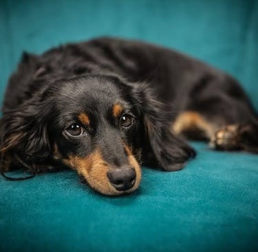 dog on couch