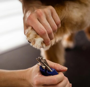 clipping dog nails