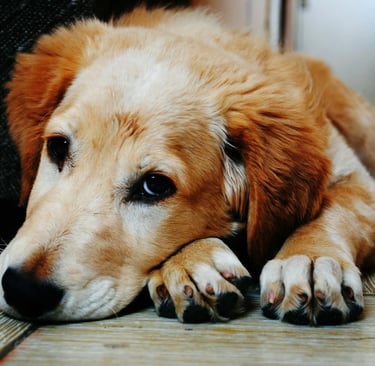 a dog struggling with canine distemper virus