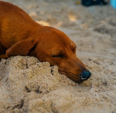 a dog sleeping in the sand