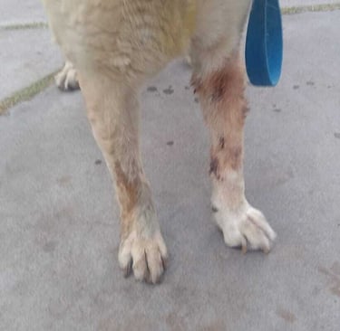 Pepe after surgery