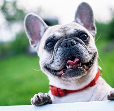 Persistent bad breath in dogs could indicate gum disease, liver problems, or even diabetes.