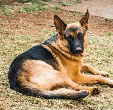 a german shepard lying on the ground