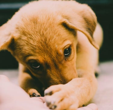a golden retriever puppy