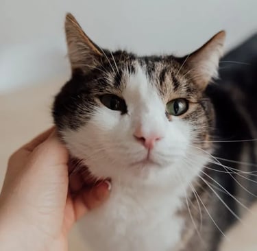 Person holding tabby cat after reading about when to get your cat spayed after having kittens