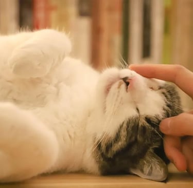 A person petting a kitten