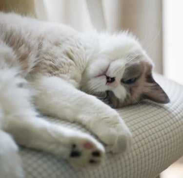 A white cat on a chair