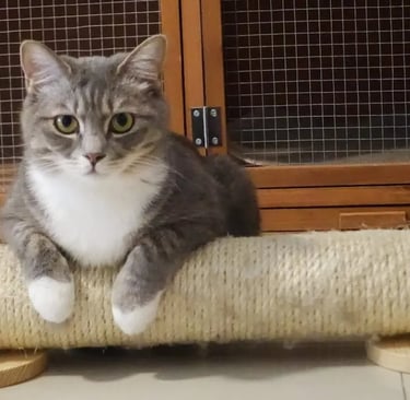 A gray tabby cat