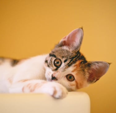 A small cat lying on a sofa