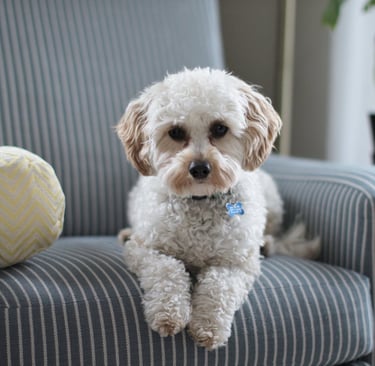 A white puppy on a sofa