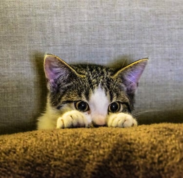 A cat hiding behind a pillow