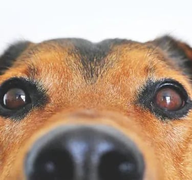 a brown dog 