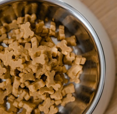 A bowl of dog food to help choose the right diet for dogs with hip dysplasia