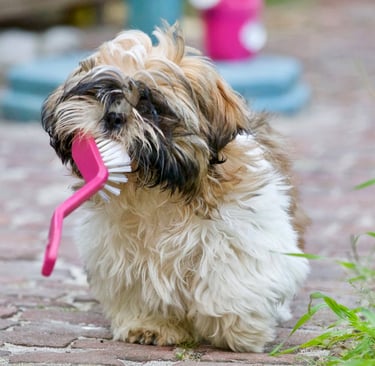 Adult brown and white Shih Tzu