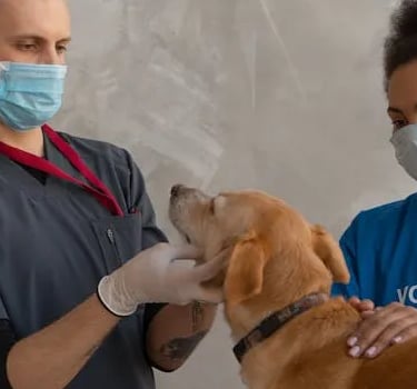 a dog at the vet