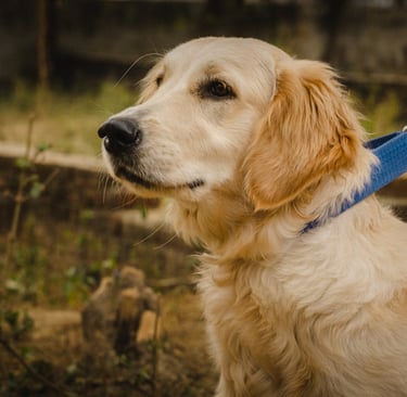 A dog with a blue leash