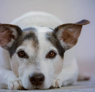 White and black Jack Russel Terrier